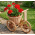 bicicleta din rachita cu cos flori